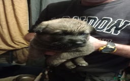 Mixed Breed dogs for sale: Akita cross German shepherd puppies - Advert 4