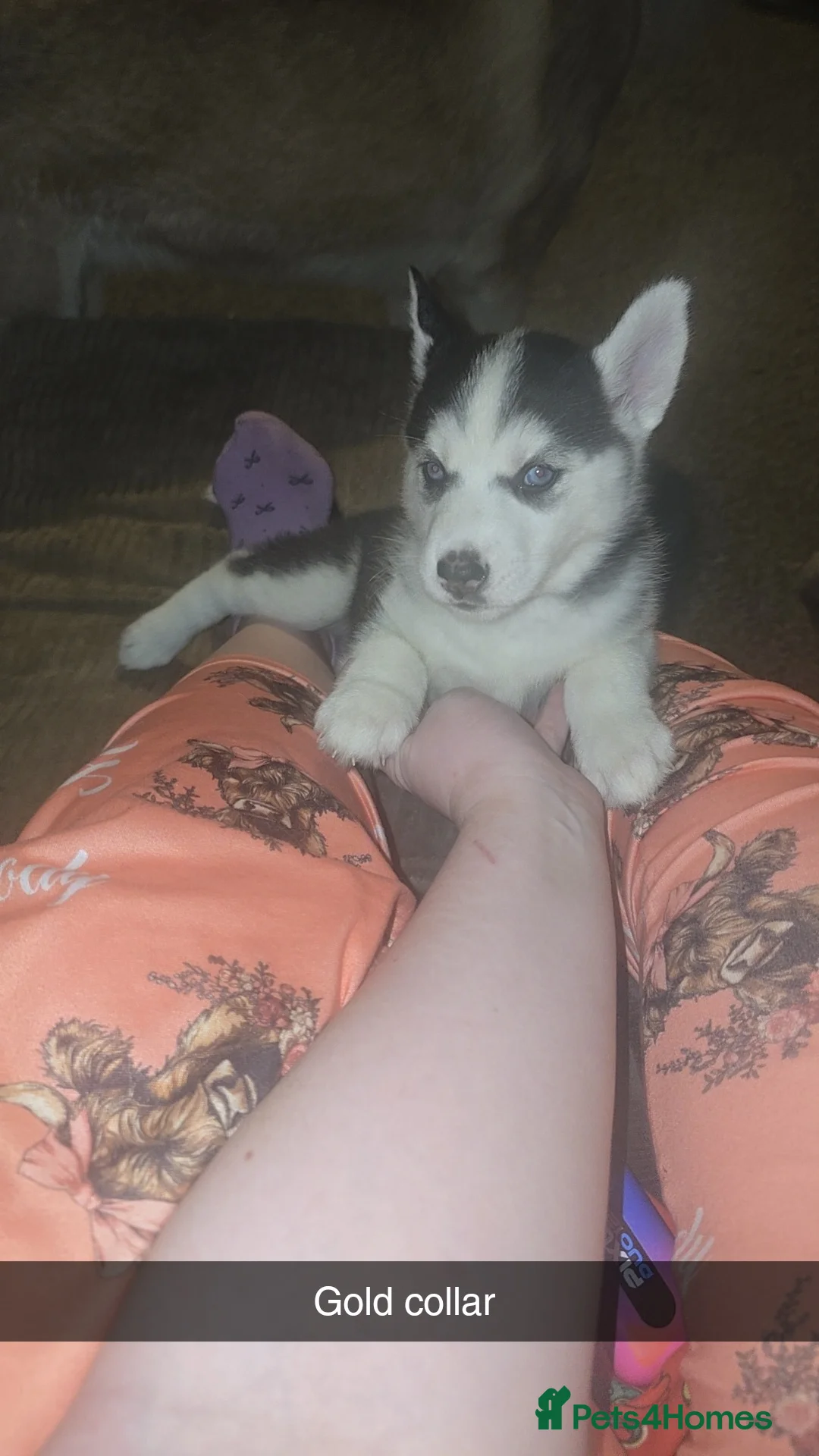 Siberian Husky dogs for sale: 4 siberian husky girl pups  - Advert 4