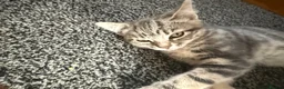 Mixed Breed cats for sale: Barfi, tabby grey female cat - Advert 5