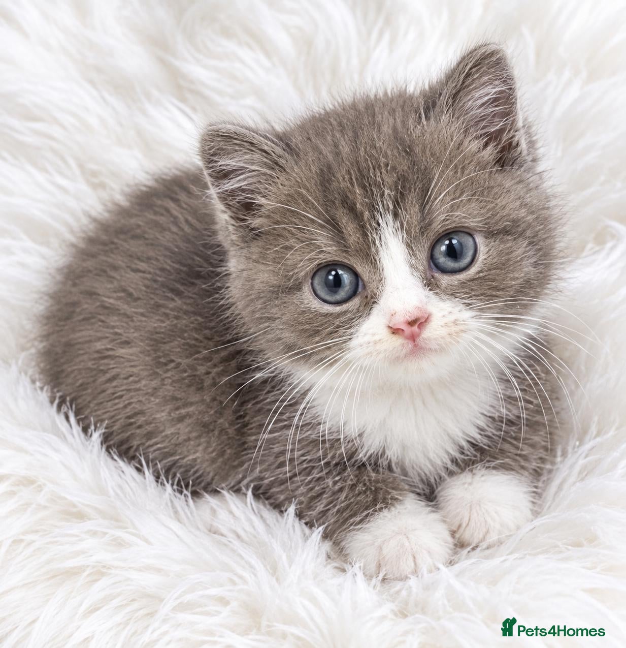 British Shorthair cats Beautiful GCCF furbabies British Shorthair. - Advert 1