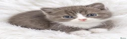 British Shorthair cats for sale: Beautiful GCCF furbabies British Shorthair. - Advert 1