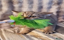 British Shorthair cats for sale: GOLDEN & COLOURPOINT BSH KITTENS, READY TO GO! - Image 25