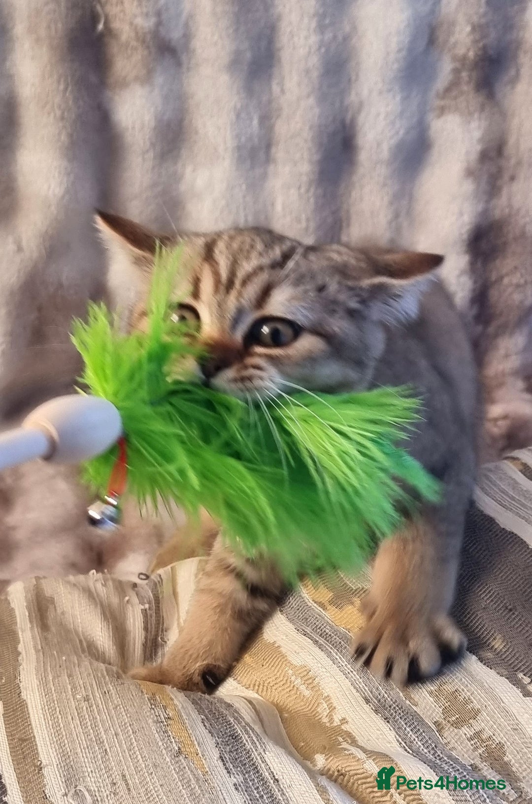 British Shorthair cats for sale: GOLDEN & COLOURPOINT BSH KITTENS, READY TO GO! - Image 25