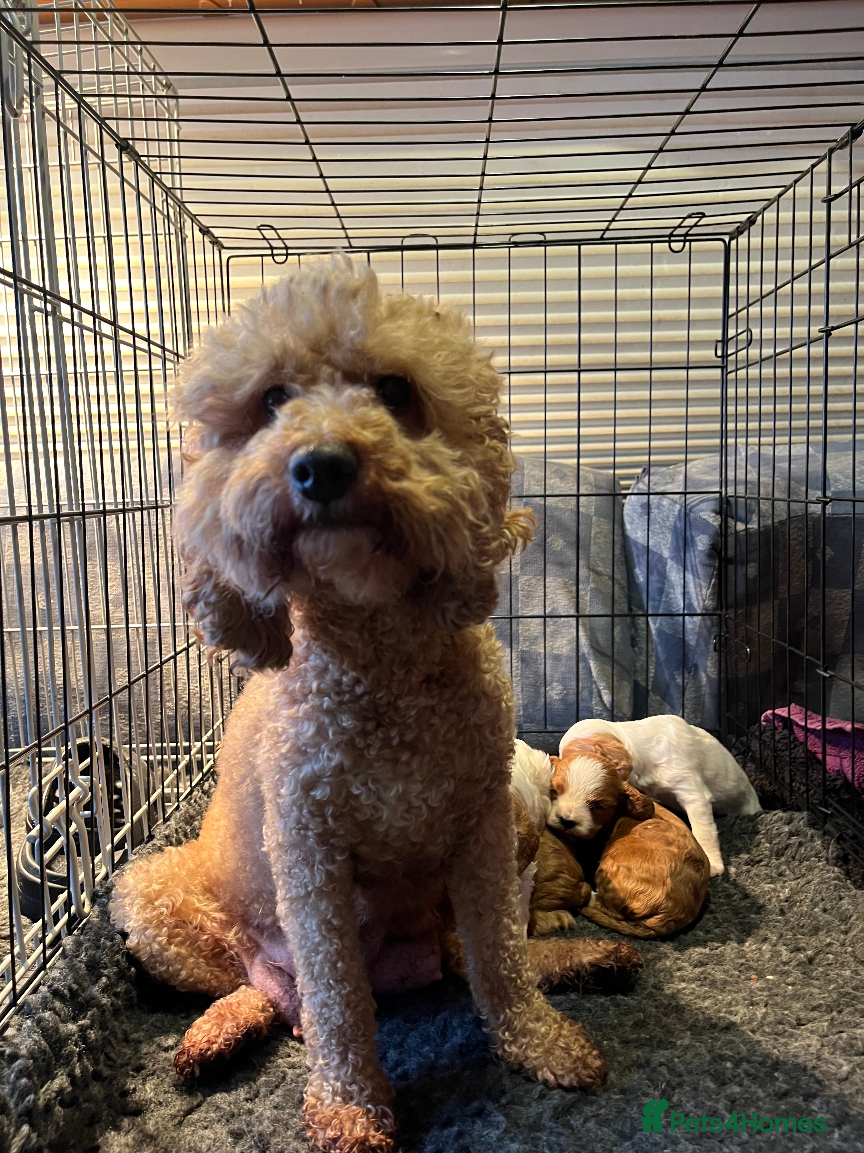 Cavapoo dogs 6 beautiful Cavapoo puppies for sale - Advert 1