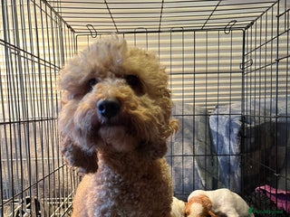 Cavapoo dogs 6 beautiful Cavapoo puppies for sale - Advert 1