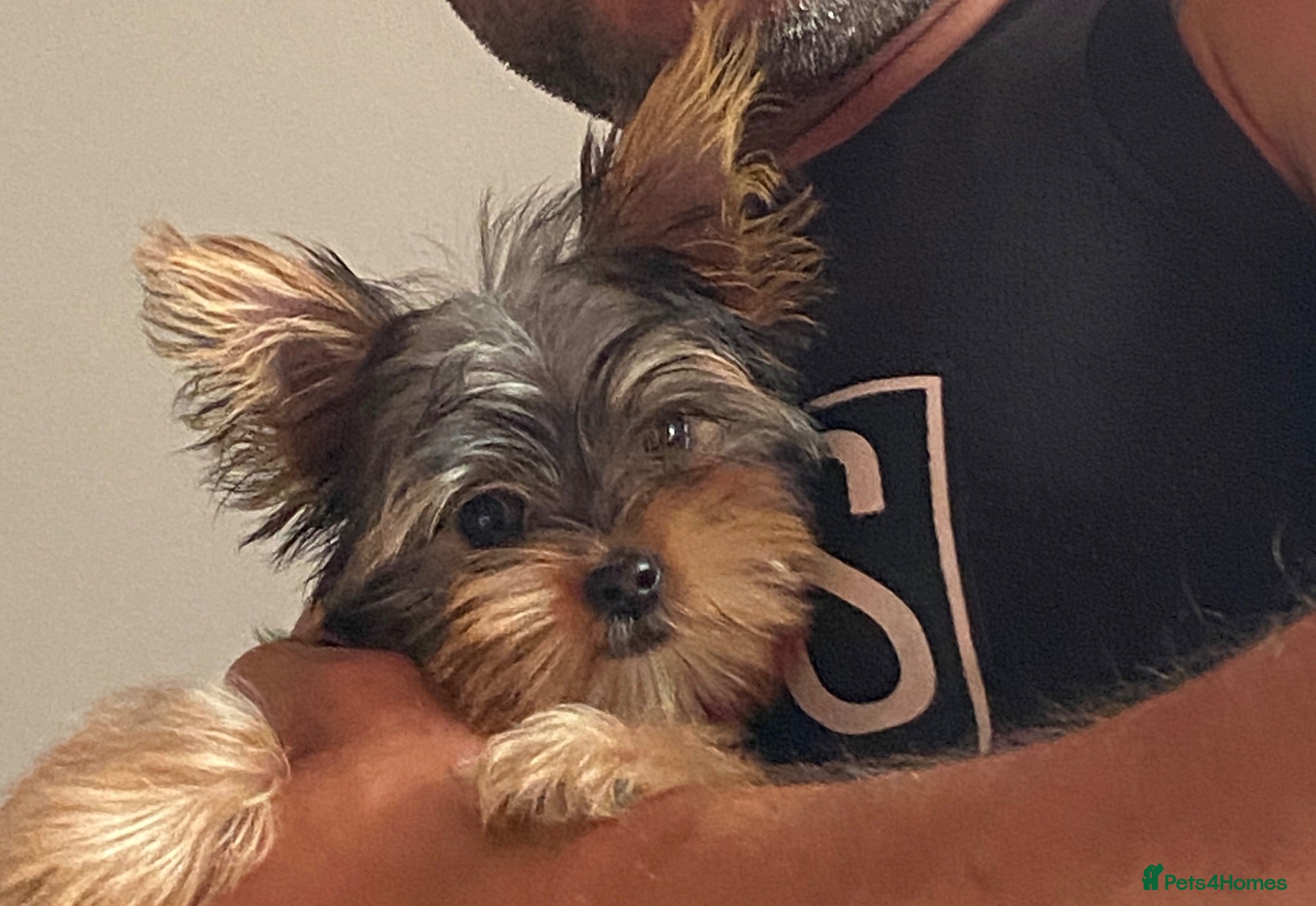 Yorkshire Terrier dogs Beautiful small Yorkshire Terrier Pedigree  - Advert 8
