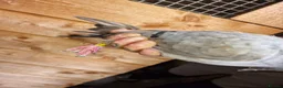 Pigeons birds for sale: Pigeons for sale - Advert 4