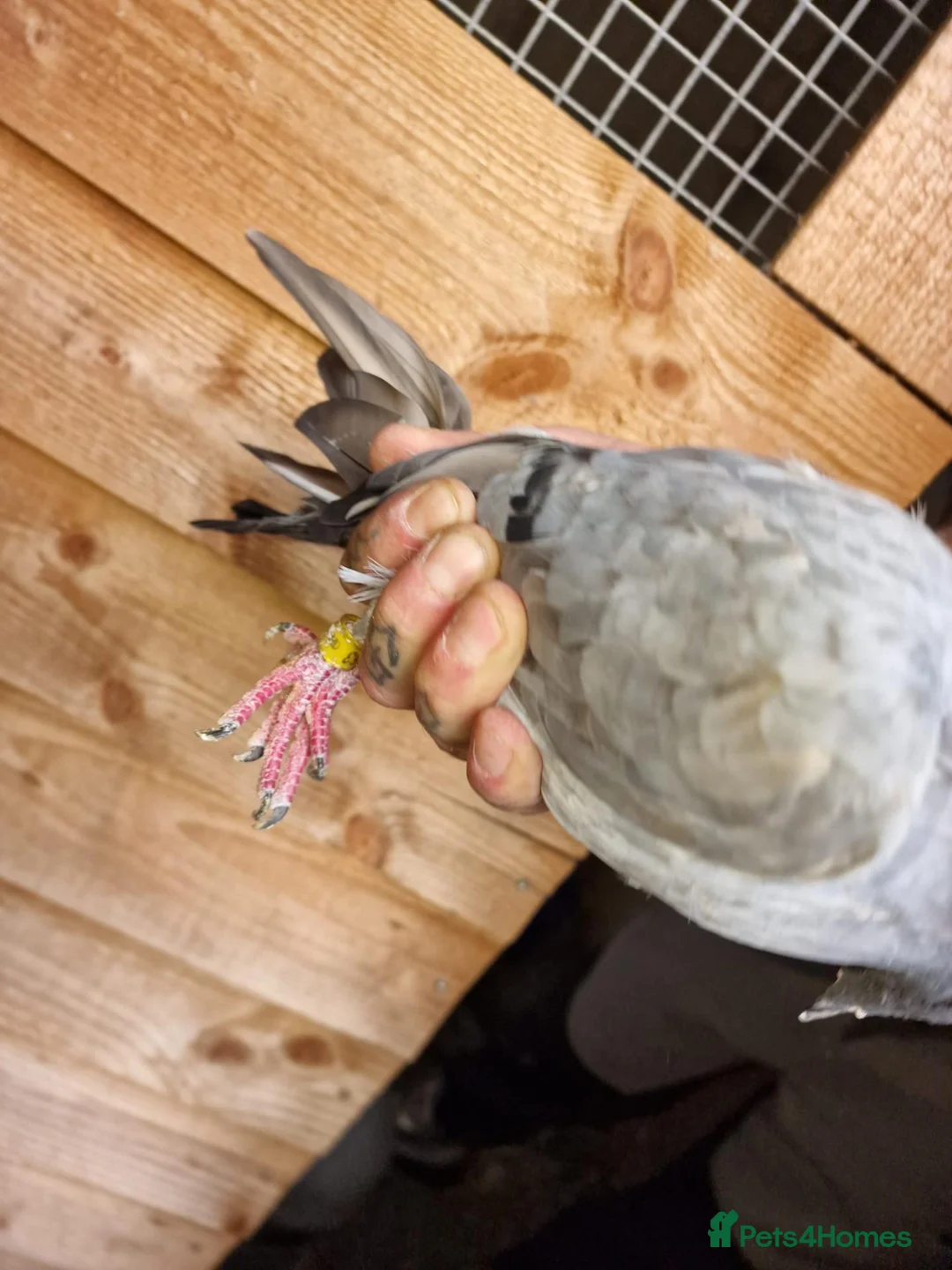 Pigeons birds for sale: Pigeons for sale - Advert 4