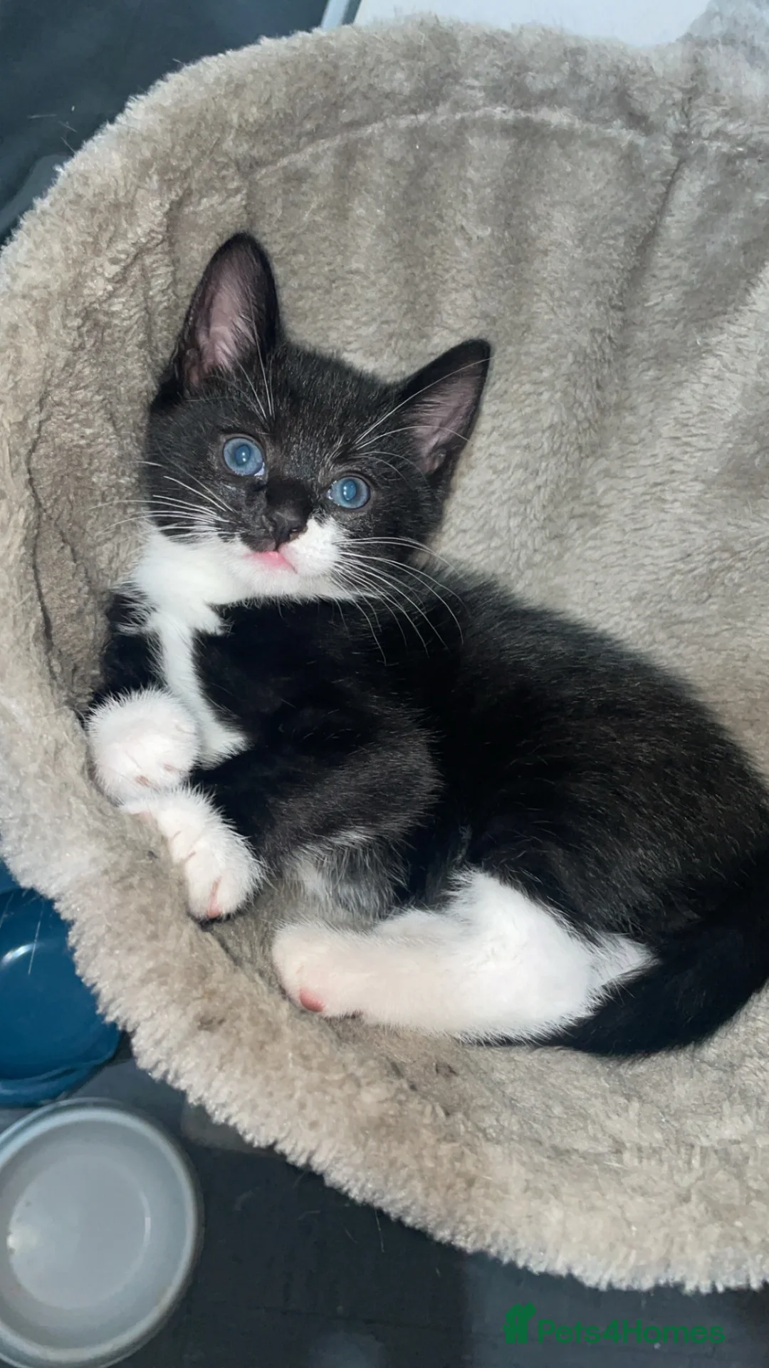 Mixed Breed cats for sale: Kittens  - Advert 1