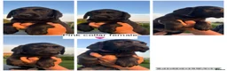 Labrador Retriever dogs for sale: Stunning black Labrador pups for sale  - Advert 9
