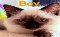 Ragdoll cats for sale: Last lovely ragdoll girl is waiting for U - Image 6