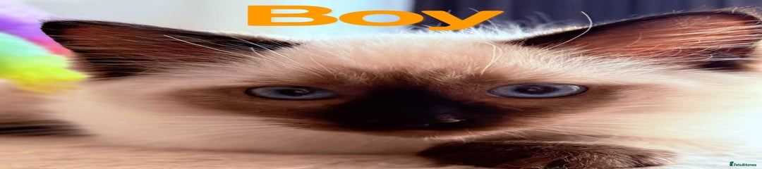 Ragdoll Kitten 2