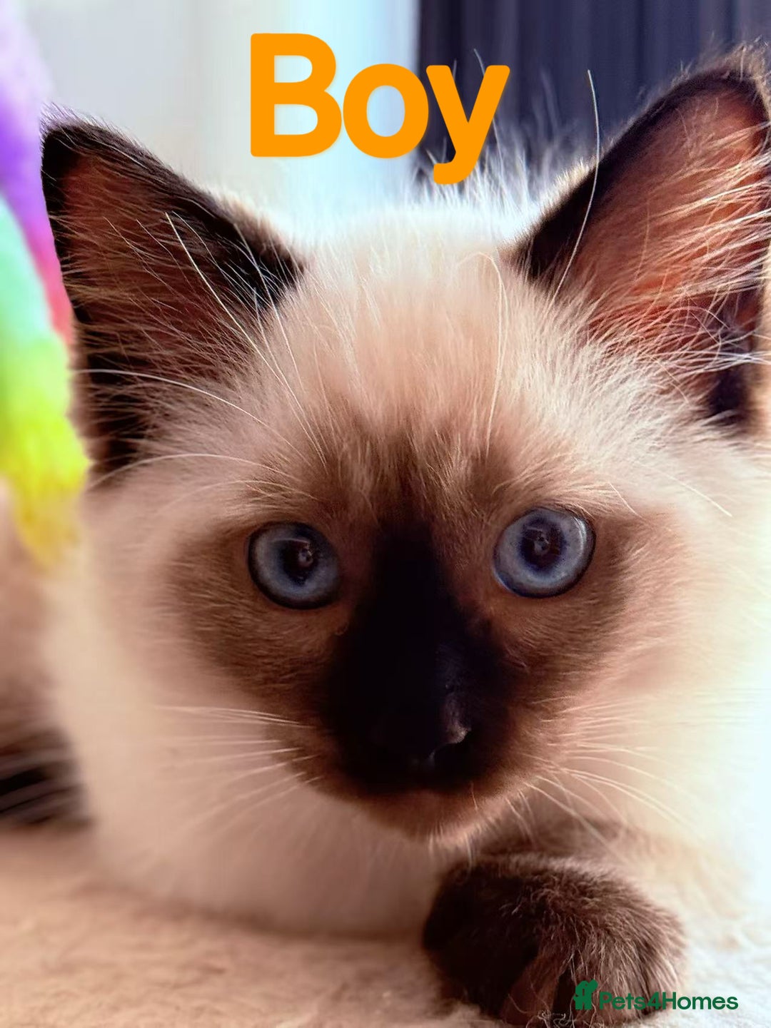 Ragdoll cats for sale: Last lovely ragdoll girl is waiting for U - Image 6
