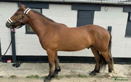 Irish Draught horses for sale: IRISH DRAFT X TRADITIONAL SD COB GELDING - Image 3
