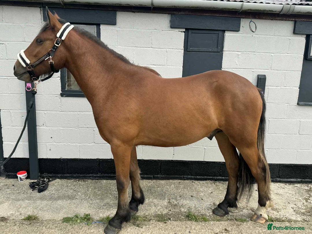Irish Draught horses for sale: IRISH DRAFT X TRADITIONAL SD COB GELDING - Image 3