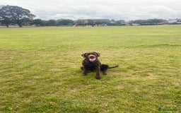 Mixed Breed dogs for sale: Belle LabX - Image 3