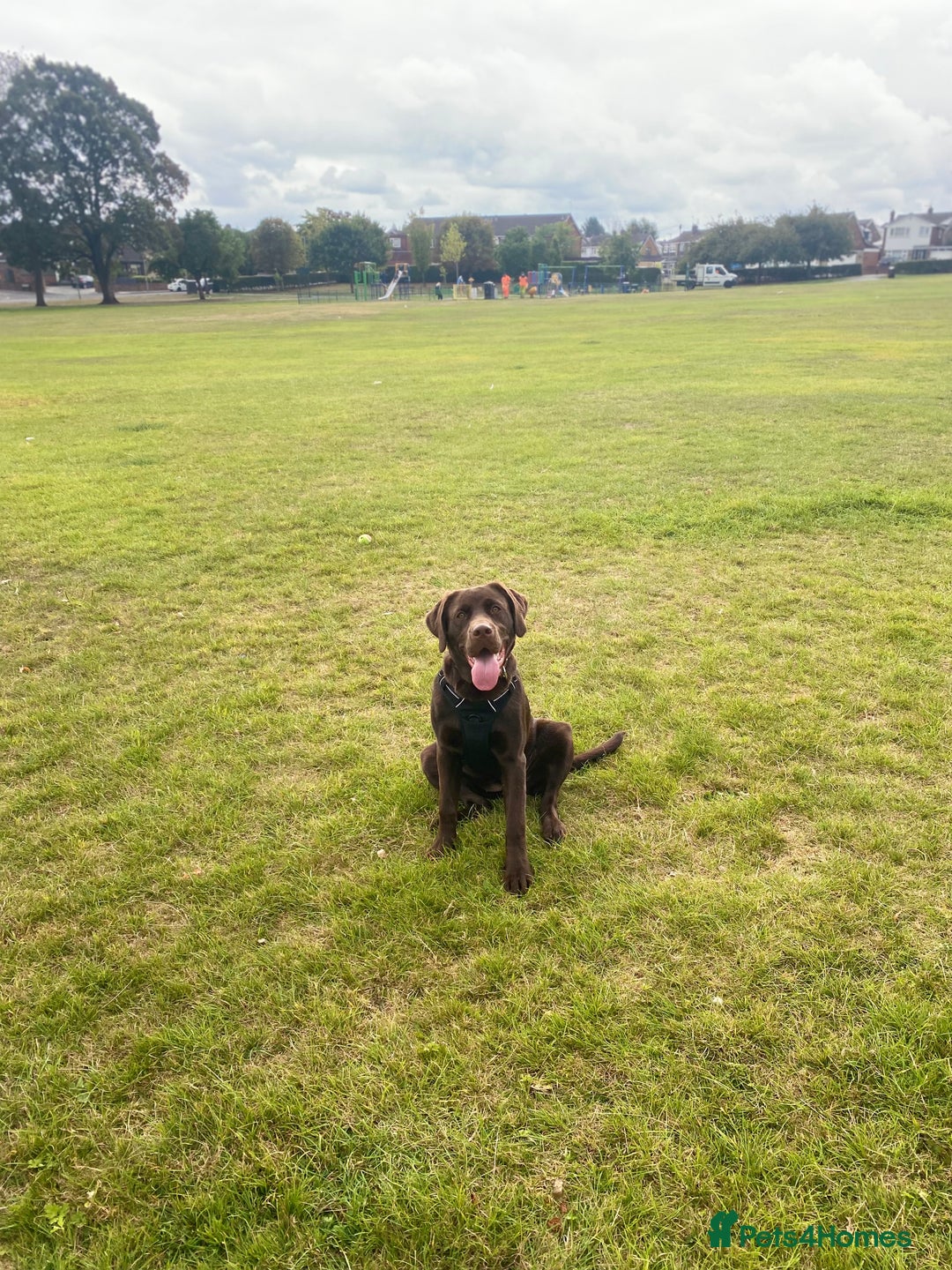 Mixed Breed dogs for sale: Belle LabX - Image 3