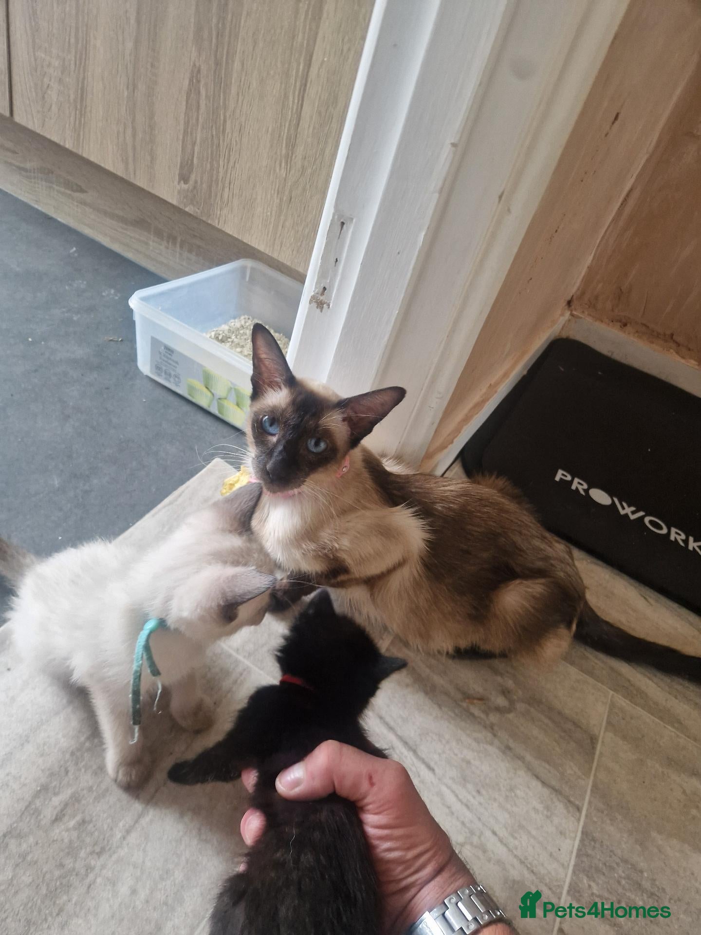 Mixed Breed cats Black half Siamese kittens & young adults for sale - Advert 1