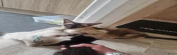 Mixed Breed cats for sale: Black half Siamese kittens & young adults for sale in Abingdon - Advert 1