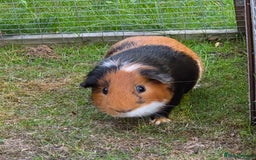 Guinea Pig rodents for sale: Fudge & Smudge - Image 2