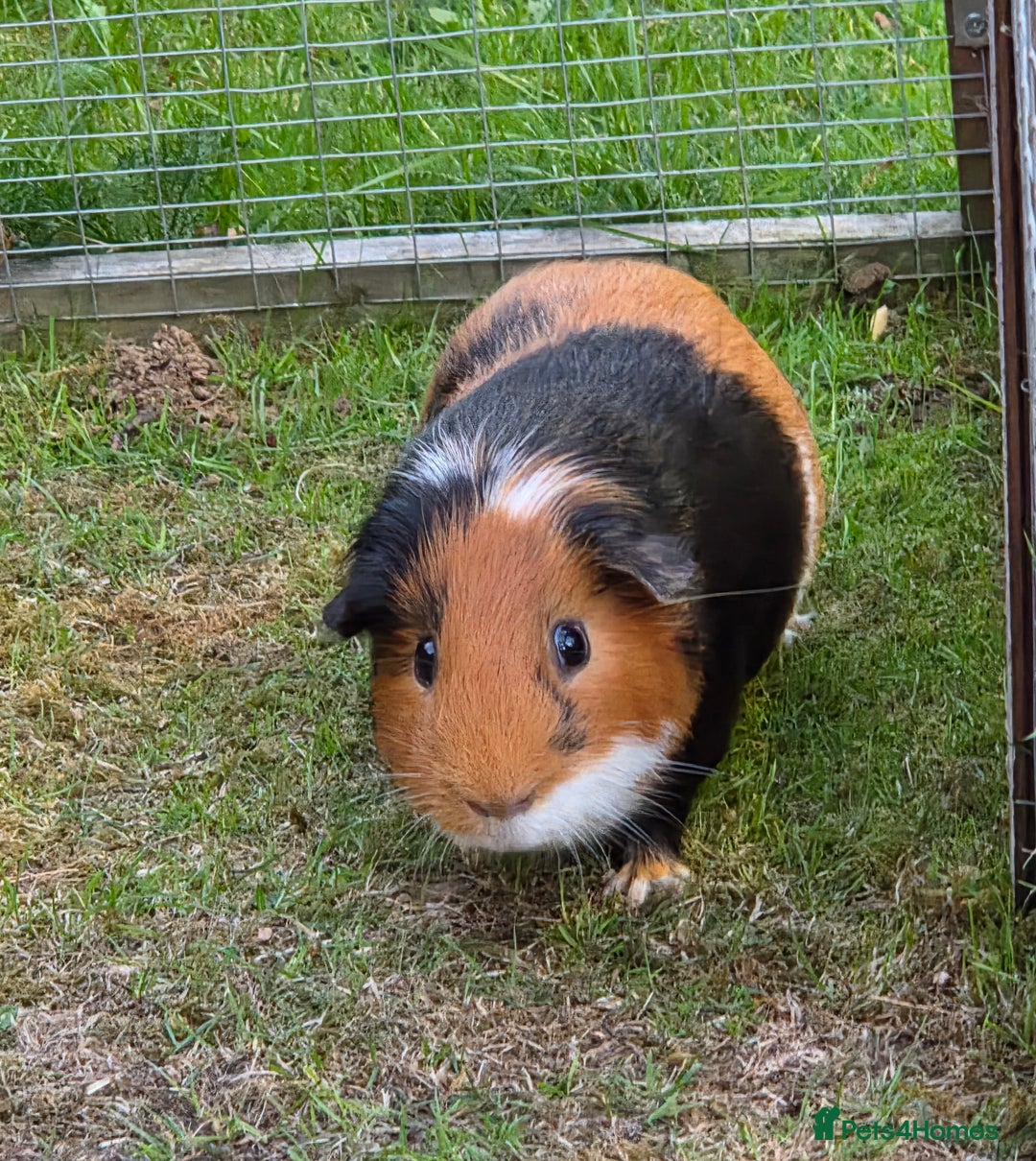 Guinea Pig rodents for sale: Fudge & Smudge - Image 2