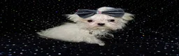 Maltese dogs for sale: ****Exquisite KC Registered Maltese Boy Puppy****  - Advert 9