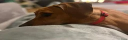 Mixed Breed dogs for adoption: Maya needs a loving home  - Advert 2