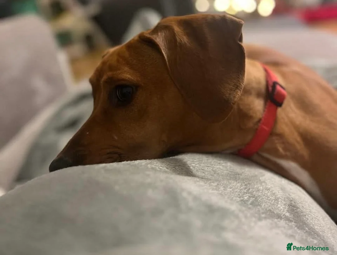 Mixed Breed dogs for adoption: Maya needs a loving home  - Advert 2