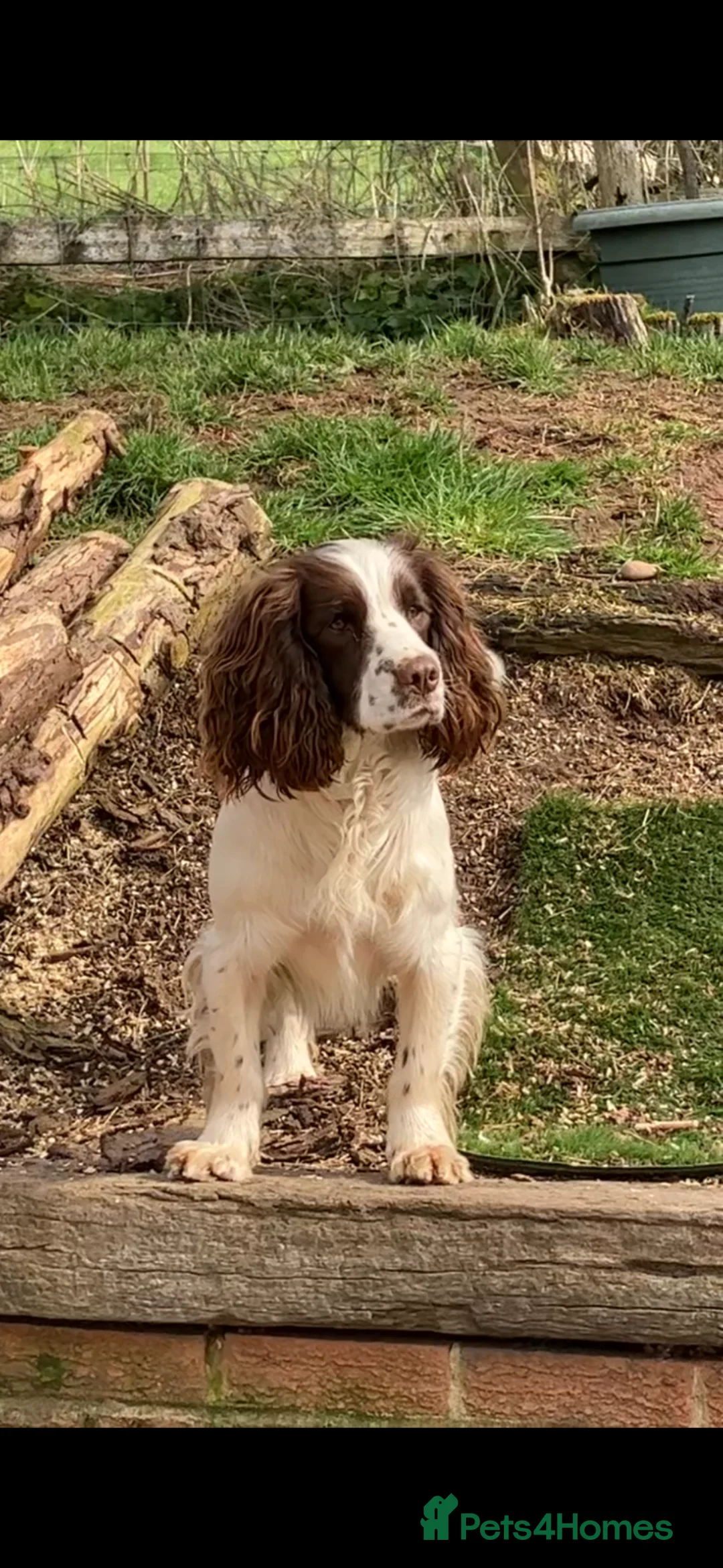 English Springer Spaniel dogs for sale: KC SPRINGER SPANIEL PUPS - Advert 8
