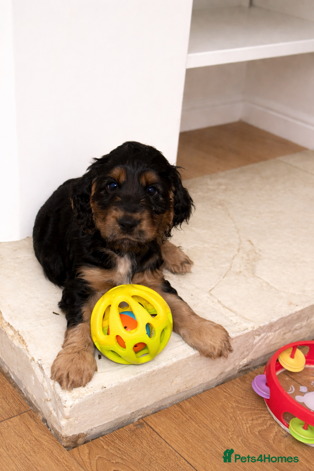 Cocker Spaniel dogs Beautiful Black & tan girl.  - Advert 12