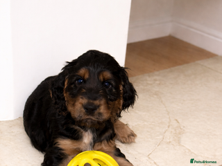 Cocker Spaniel dogs Beautiful Black & tan girl. - Advert 12