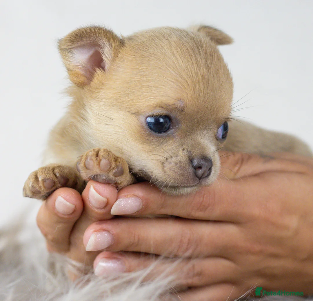 Chihuahua dogs for sale: Short- haired Chihuahua girls - Advert 11