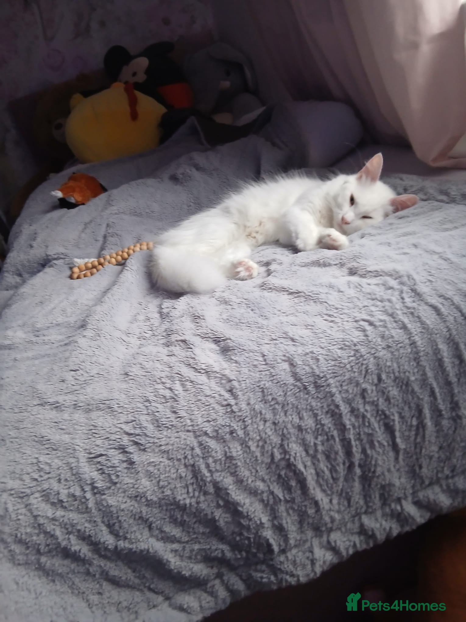 Turkish Angora cats Turkish angora female - Advert 20