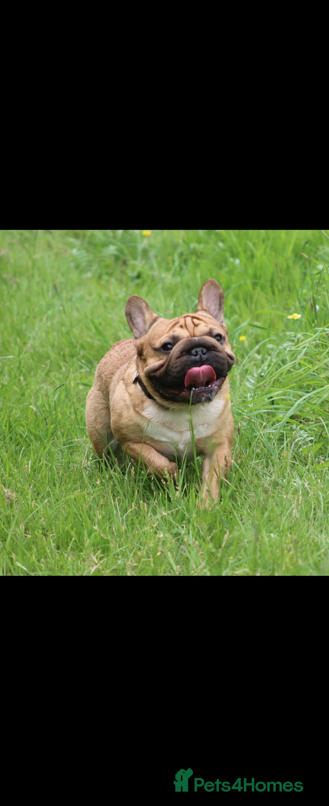 French Bulldog dogs for stud: French bulldog  in Manchester - Advert 8