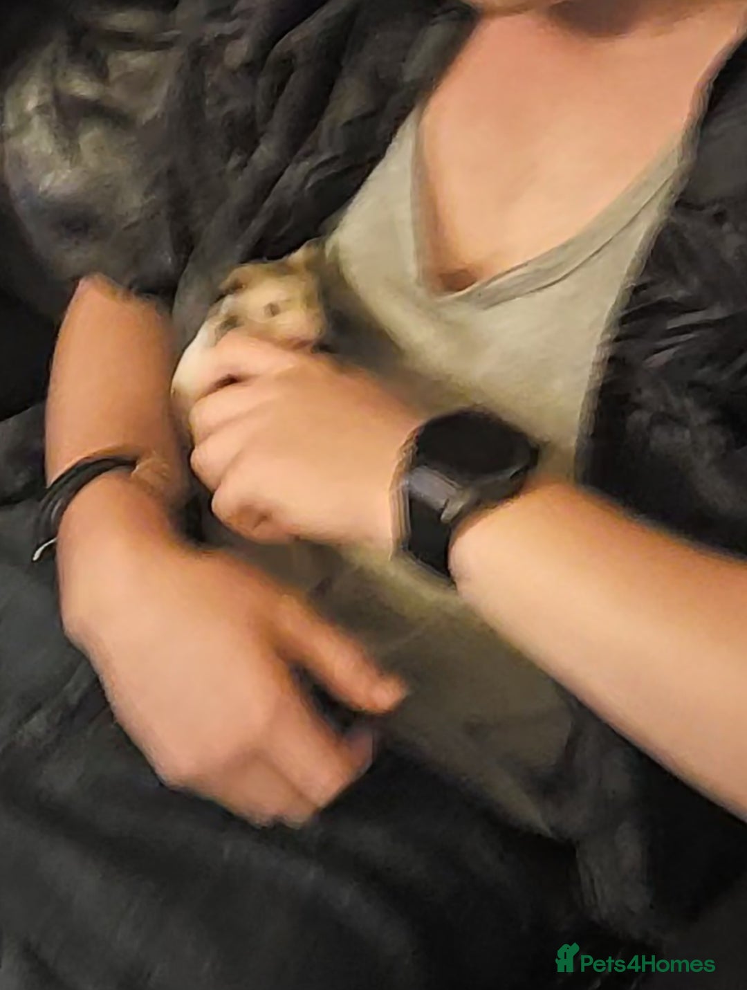 Hamster rodents for sale: Syrian hamster - Image 4