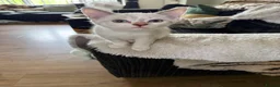 Devon Rex cats for sale: Devon rex  x sphynx kittens  in Bristol - Advert 12