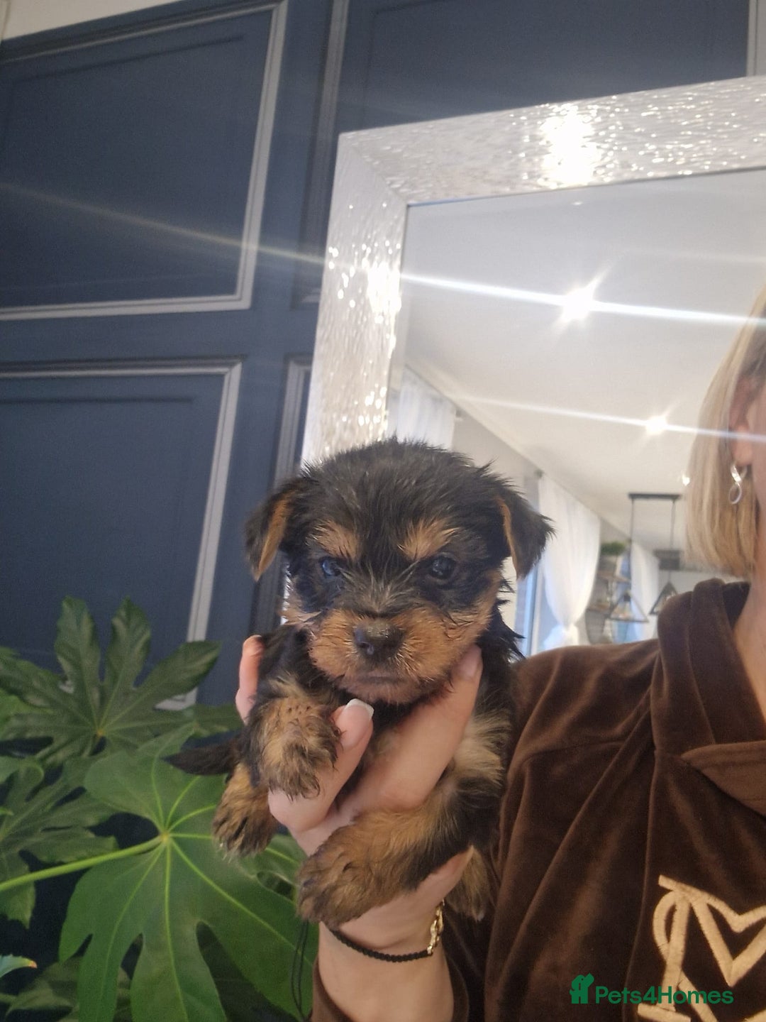 Yorkshire Terrier dogs for sale: Beautifull pedigree yorkshire terriers🐾🦮🐶 - Image 8