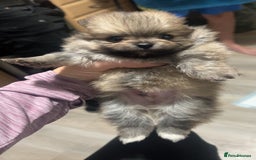Pomeranian dogs for sale: Pomeranian puppies - Image 7