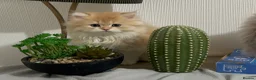 British Longhair cats for sale: Golden Longhair Kittens BY12 in Cardiff - Advert 12