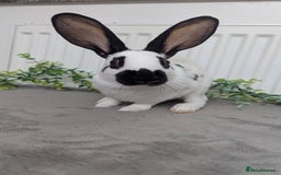 English Spot rabbits for sale: Old English spots ready to go to their new homes  - Image 16