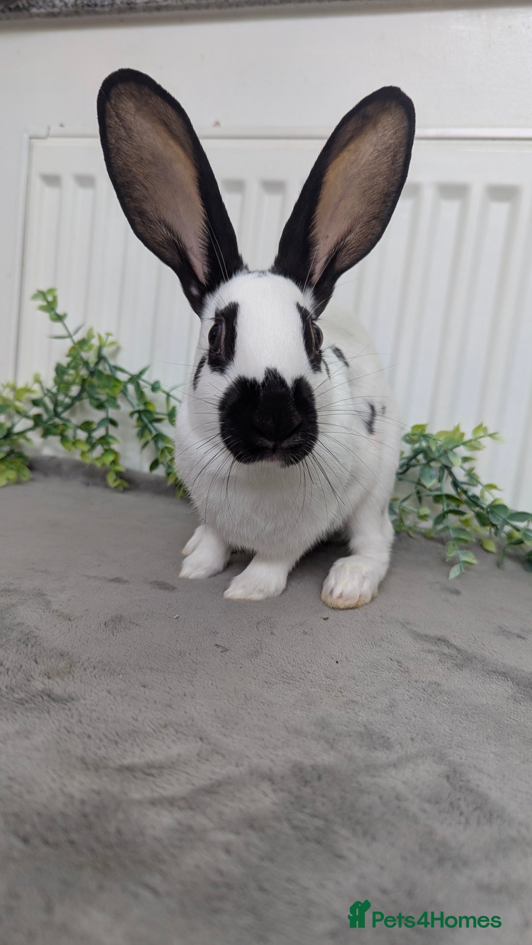 English Spot rabbits for sale: Old English spots ready to go to their new homes  - Image 16