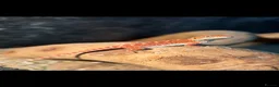 Bearded Dragon reptiles for sale: Baby Red monster bearded dragon  - Advert 10