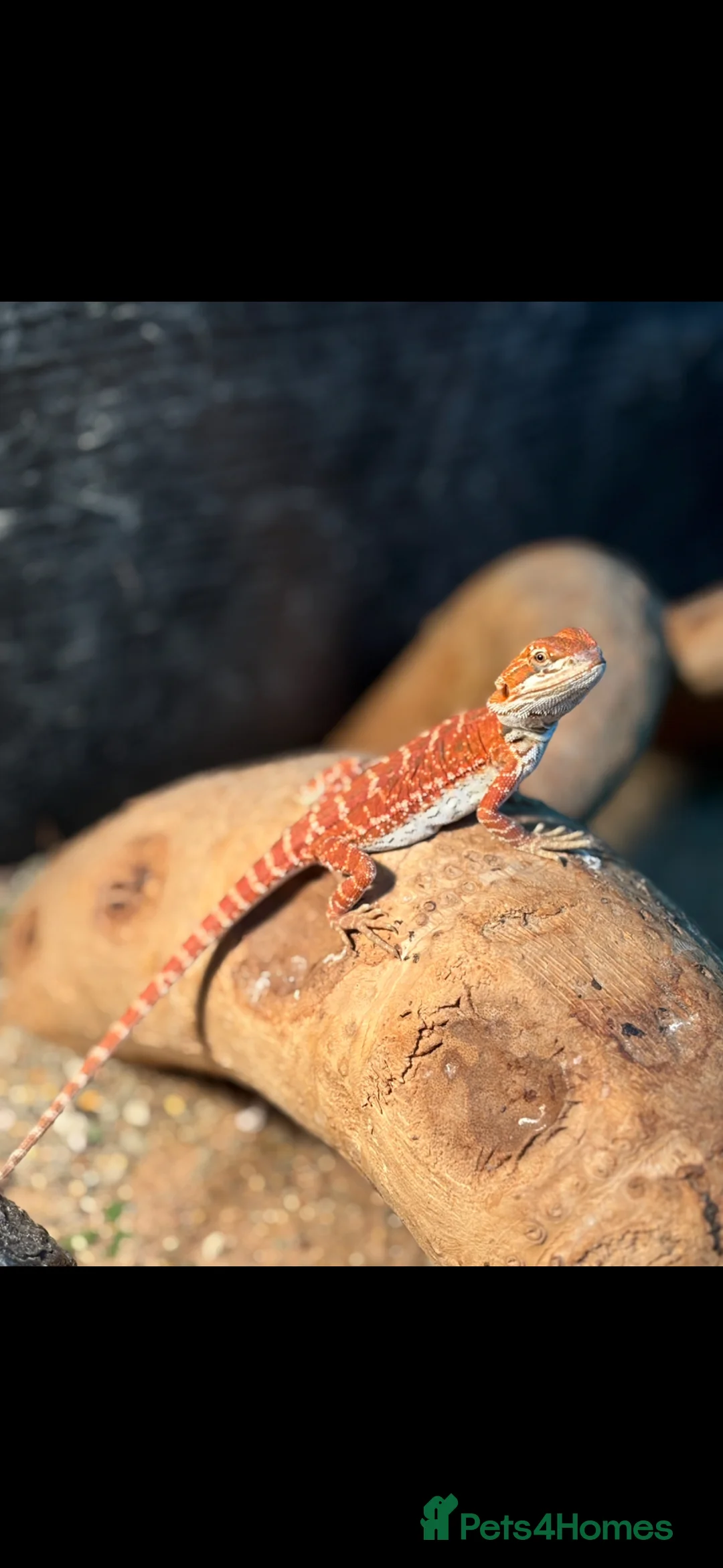 Bearded Dragon reptiles for sale: Baby Red monster bearded dragon  - Advert 10