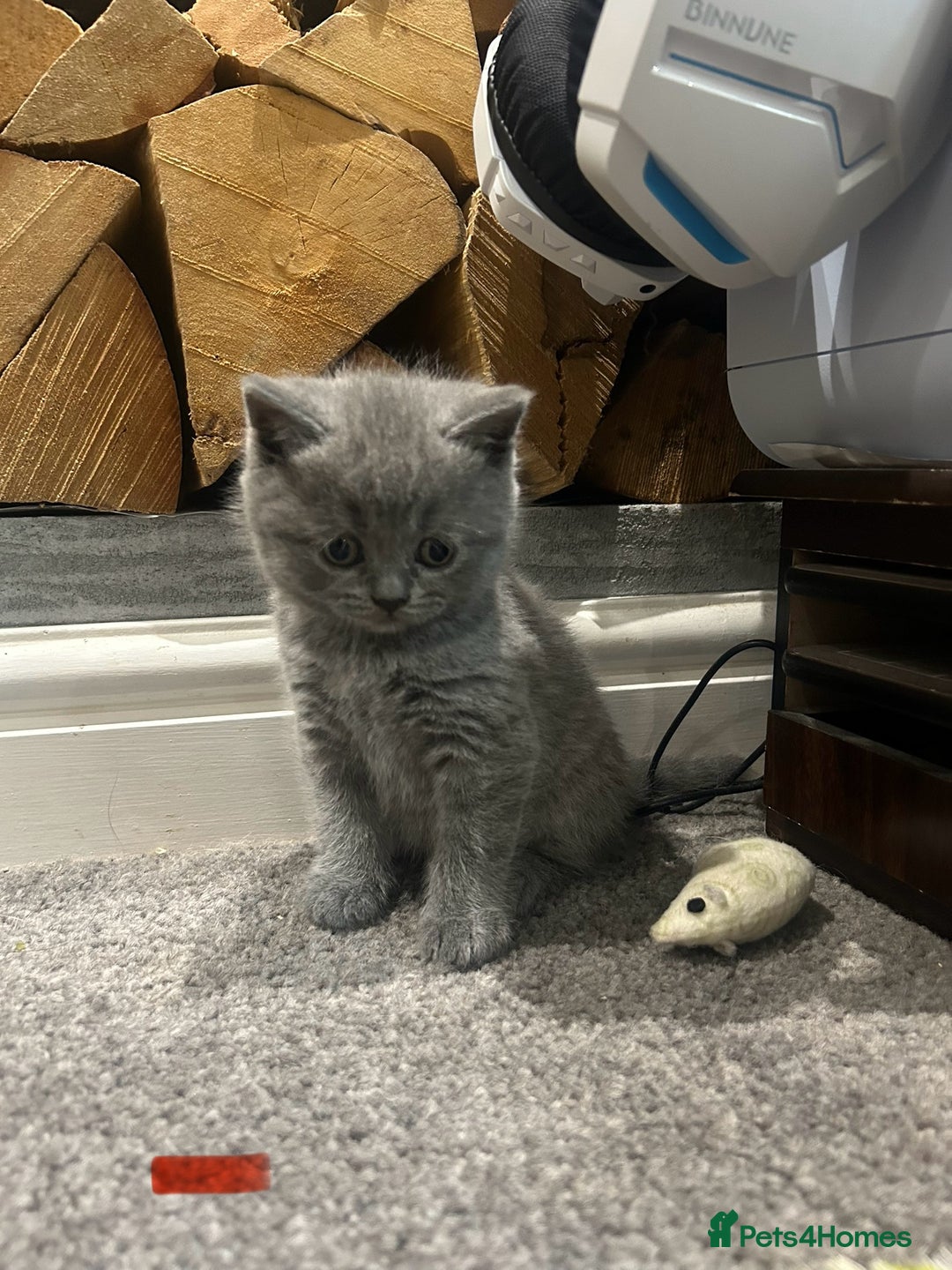 British Shorthair cats for sale: Pedigree Blue British Shorthair 💙💙💙💗💗💗💗 - Image 10
