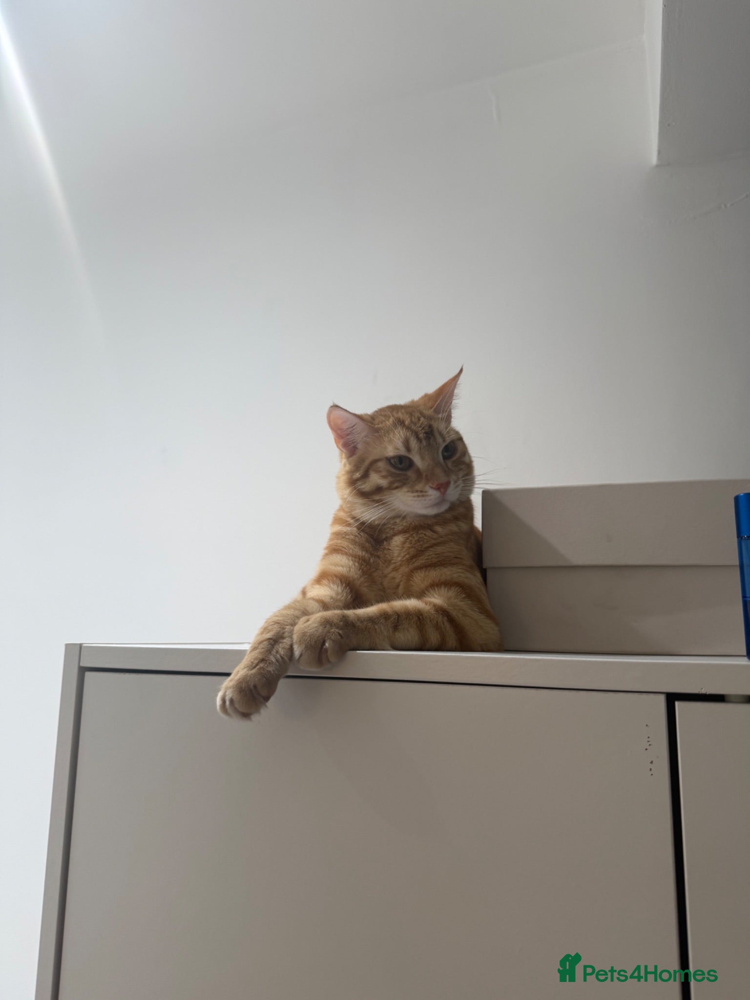 Mixed Breed cats Ginger cat for sale - Advert 1