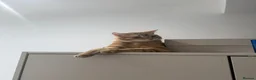 Mixed Breed cats for sale: Ginger cat for sale - Advert 1