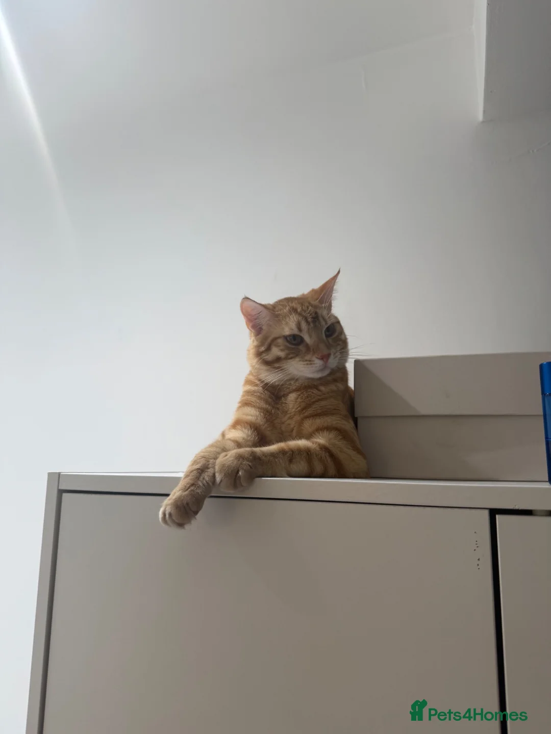 Mixed Breed cats for sale: Ginger cat for sale - Advert 1