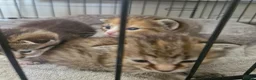 Mixed Breed cats for sale: 3 kittens - Advert 10