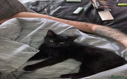 Mixed Breed cats for sale: Kitten - Image 2