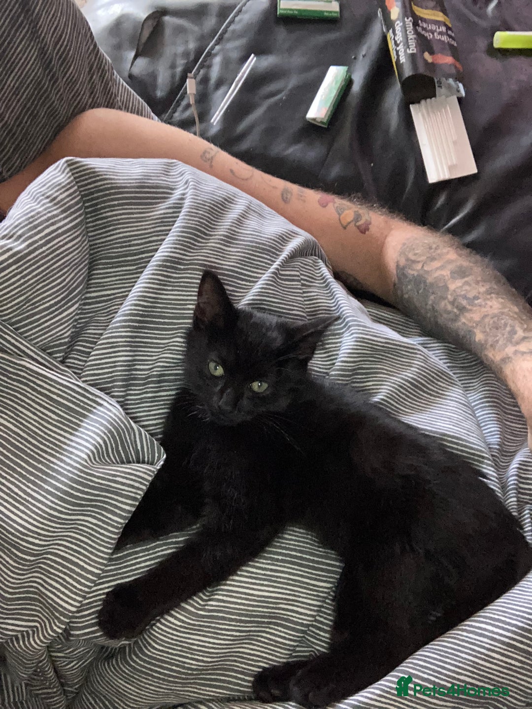 Mixed Breed cats for sale: Kitten - Image 2